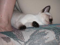 kittens - 071007 38